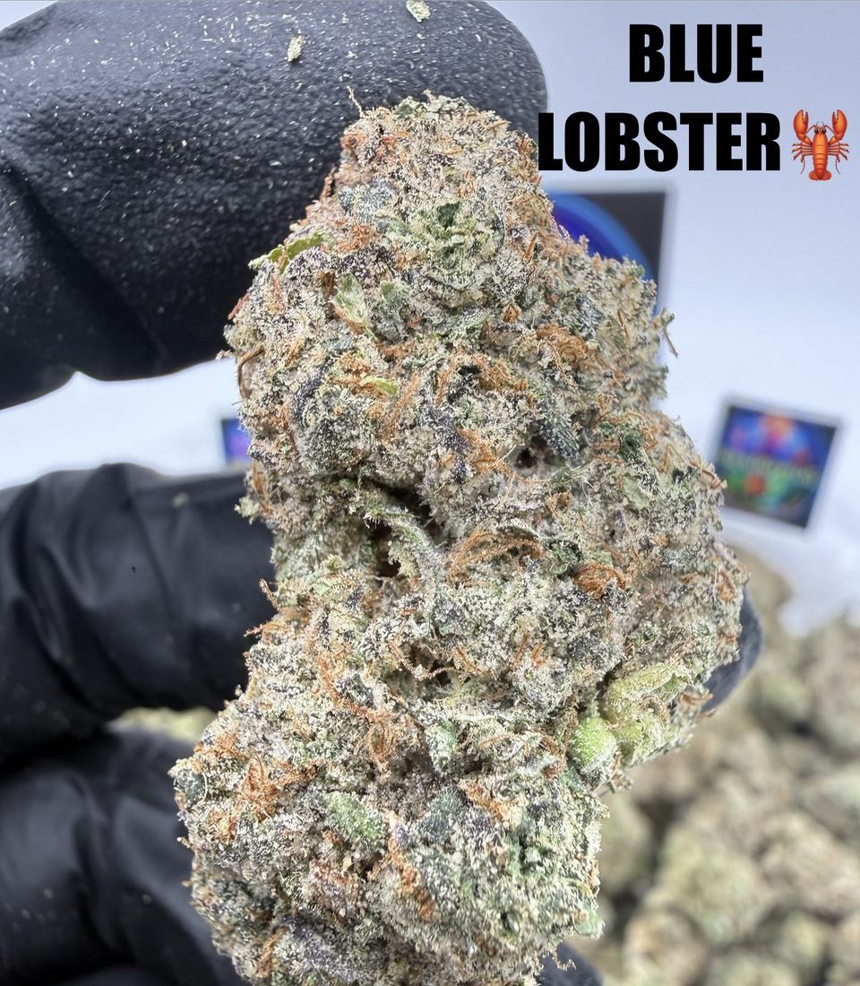 BLUE LOBSTER Slide 2